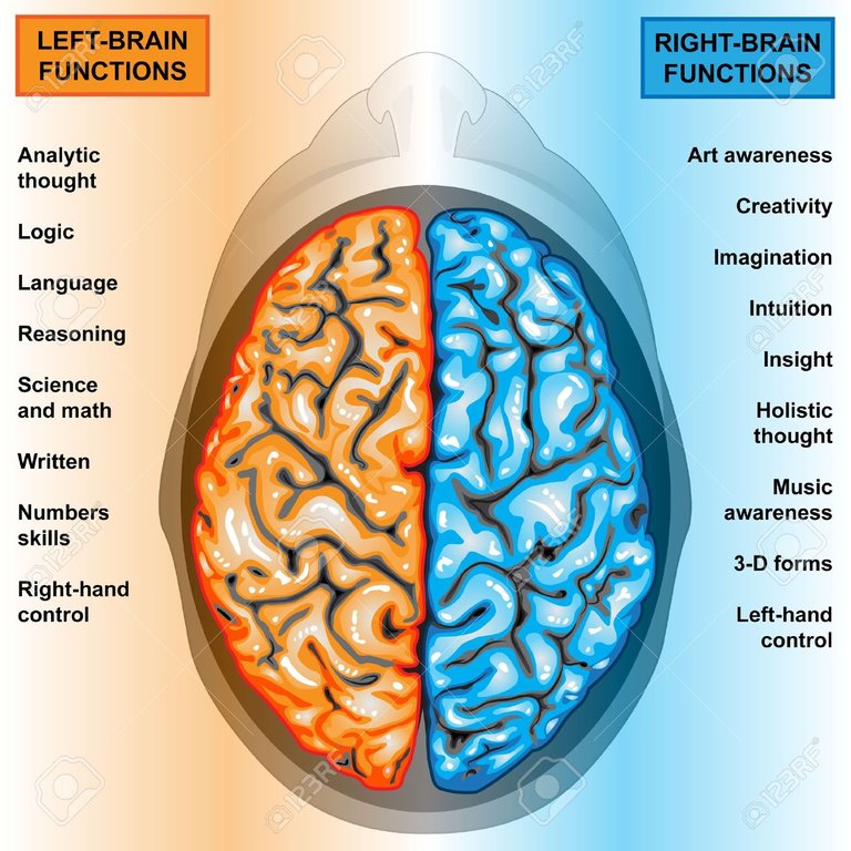 11666756-Les-fonctions-du-cerveau-gauche-et-droit-de-l-homme-Banque-d'images.jpg