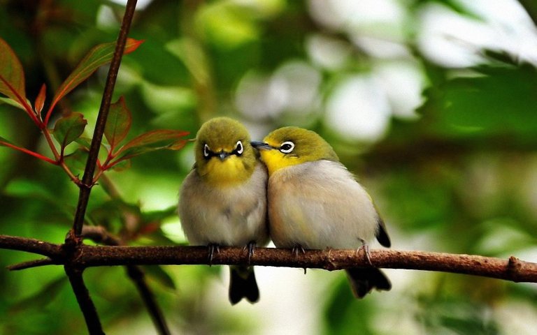 love_birds_wallpaper.jpg
