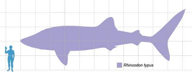 Whale-shark-scale.jpg