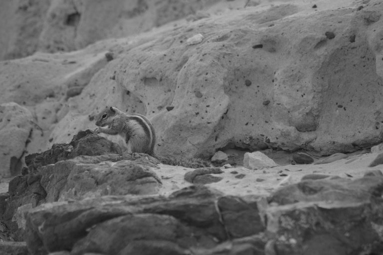 114766394111 - barbary ground squirrels fuerteventura_7.jpg