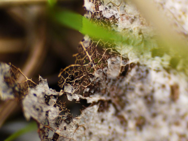 11357189896 - dead leaf with skeletal structure exposed.jpg