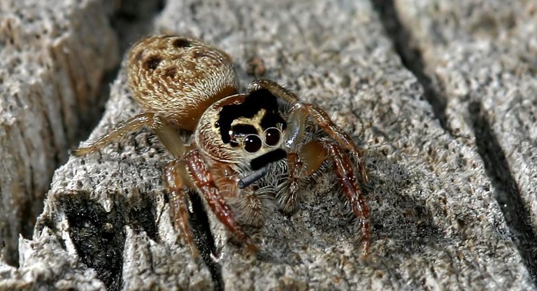 Salticidae Groucho.jpg