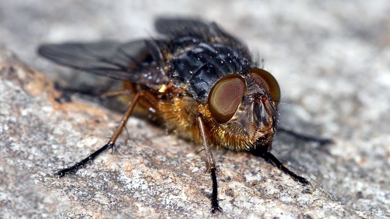 Calliphora hilli Golden Blowfly-BY-2017-09-25.jpg