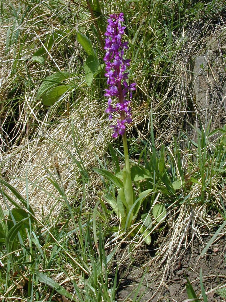 Early purple orchid.jpg