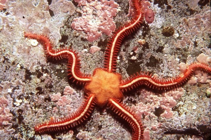 brittle_star.jpg