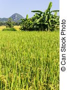 rice-field-pictures_csp16720487.jpg