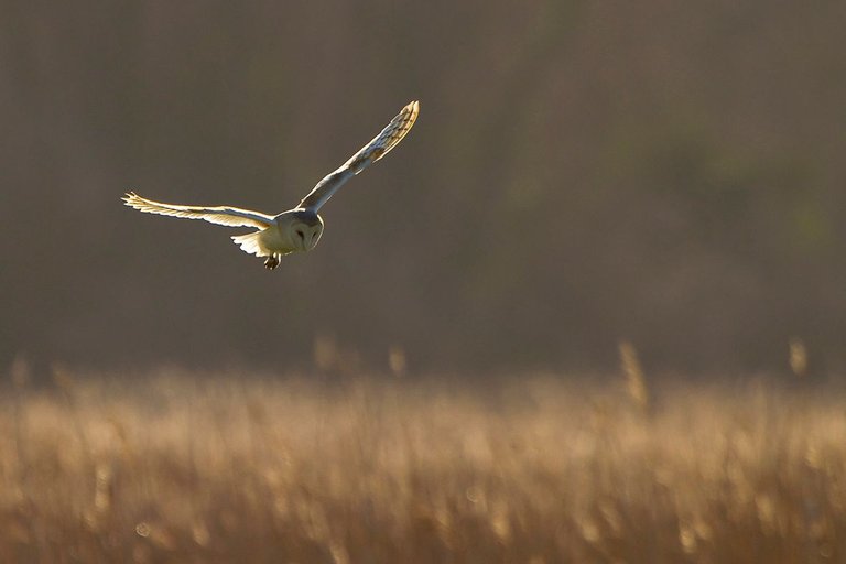 Barn Owl_9497.jpg