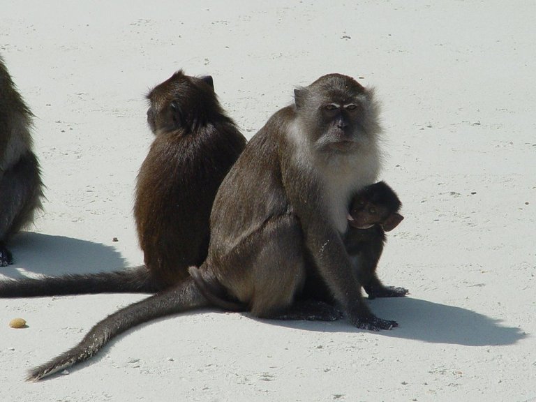 Koh-Phi-Phi-Island-Monkey-Beach.jpg