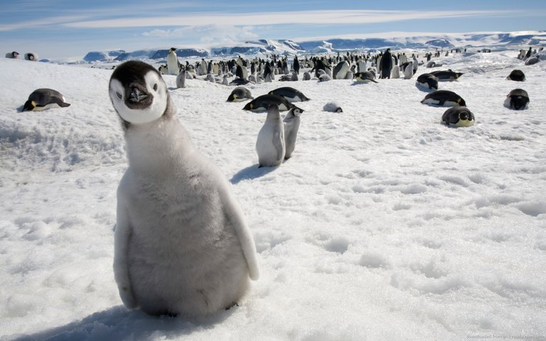 curious-little-penguin.jpg