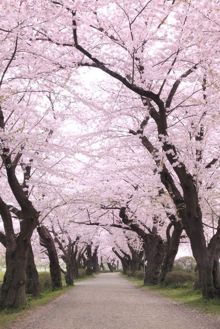 Hitachi-Seaside-Park.jpg