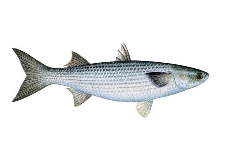 gray_mullet.jpg