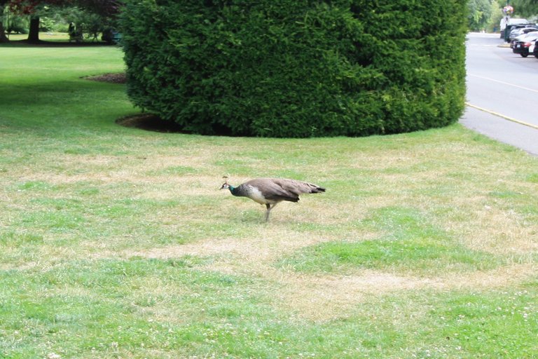 Peahen.jpg