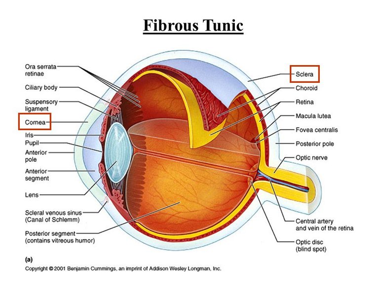 Fibrous+Tunic.jpg