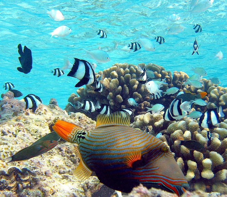 800px-Orange-lined_Triggerfish3.jpg