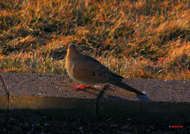 mourning dove PFW17sat-04.JPG