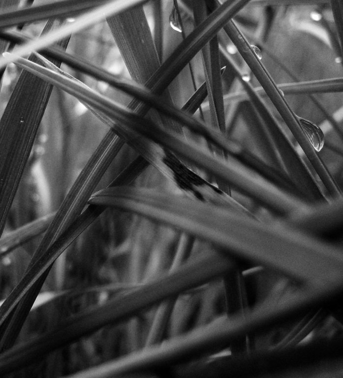 macrograssbw.jpg