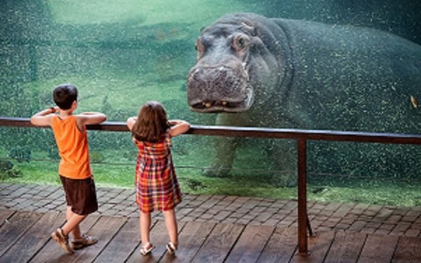 Staring-Contest-Hippo-vs-Kids.jpg