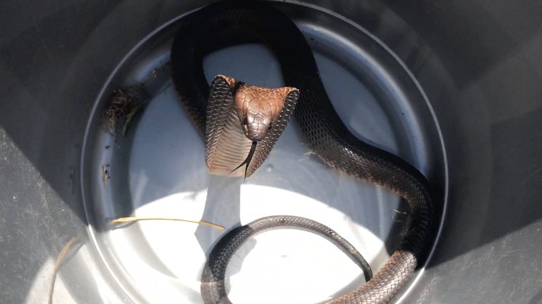 20170108-very-defensive-cape-cobra-rescued-near-milnerton-cape-town-western-cape-02.jpg