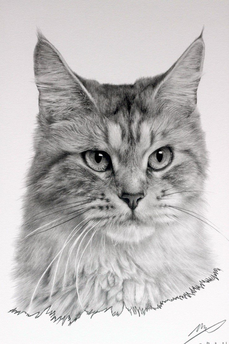 cat_drawing_by_sharppower-d4ukz3d.jpg