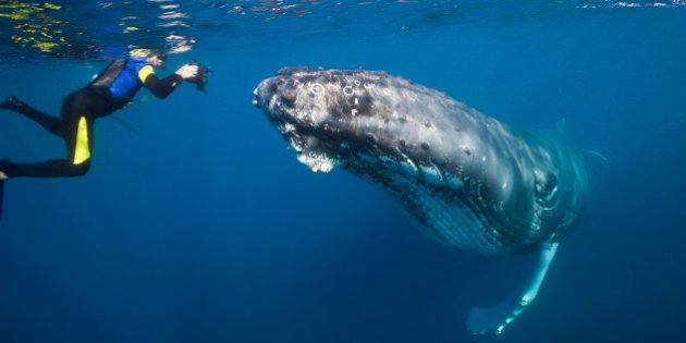 http_%2F%2Fi.huffpost.com%2Fgen%2F3609972%2Fimages%2Fn-SWIM-WITH-HUMPBACK-WHALES-628x314.jpg