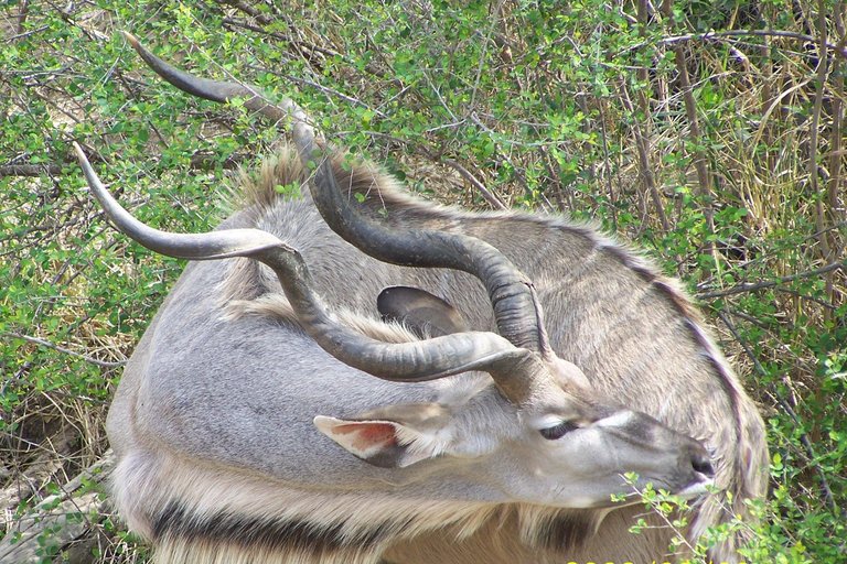 KNP Satara-Lower Sabi 2009 535.JPG