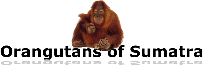 orangutan_PNG.png