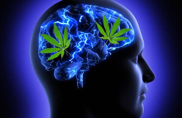 Marijuana-On-The-Brain-1.jpg