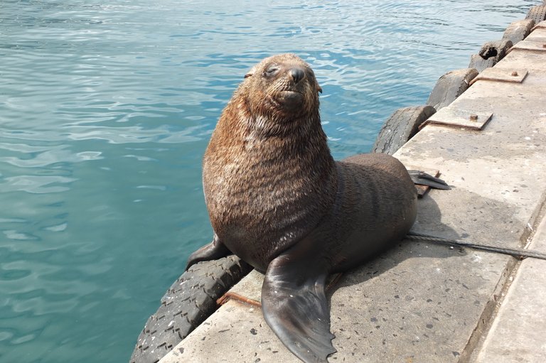 seal-island-hout-bay-western-cape-south-africa-fis61.JPG