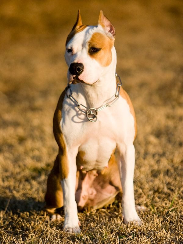 sagebrush-retrospect-boca-amstaff.jpg