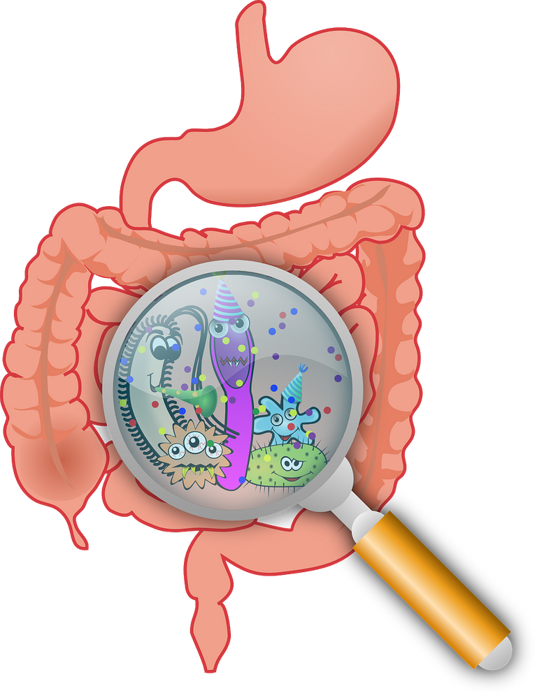 gut microbiome.png