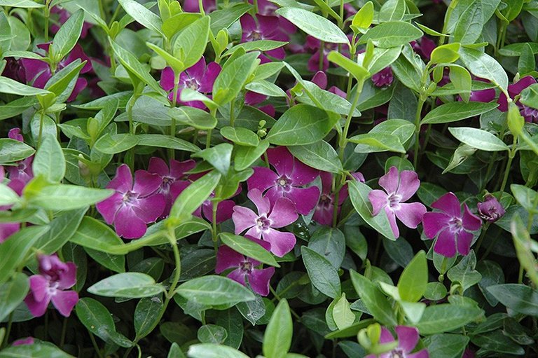 vinca-atropurpurea1.jpg