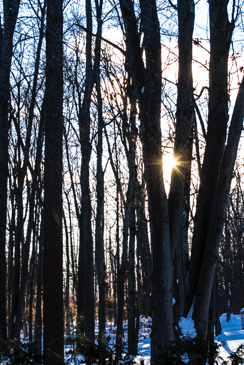 trees and sun set.png