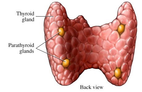 parathyroid_gland_diagram_1.jpg