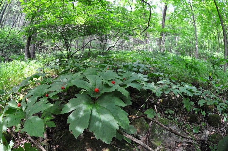 goldenseal header photo.jpg