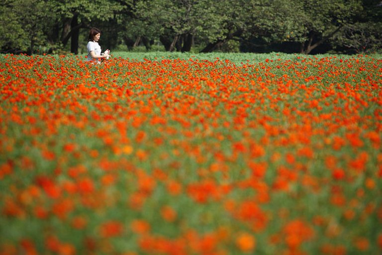 Hamarikyu-Gardens-seasons-747.jpg