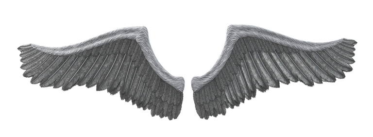 wing-3235472_1920.png