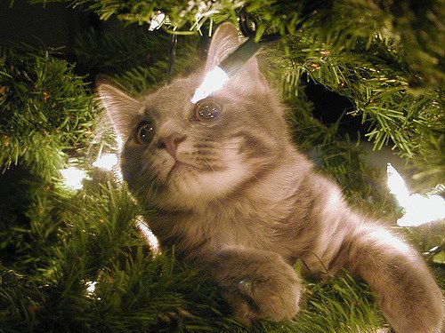 Cat in Tree.jpg
