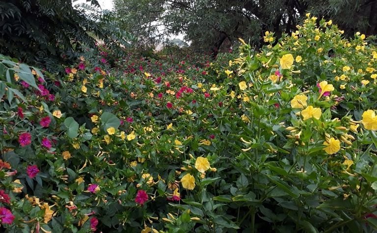 mirabilis jalapa.jpg