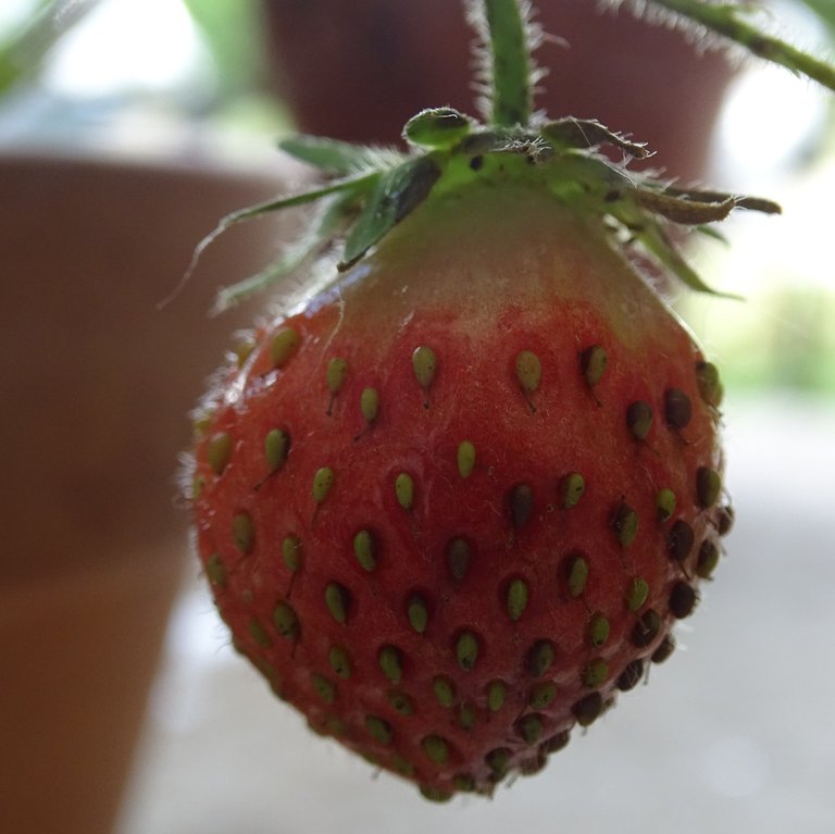 Strawberry6 (2).JPG