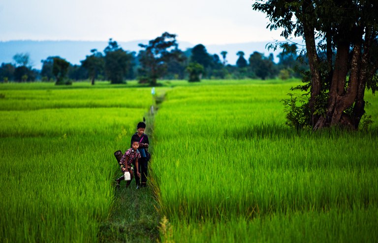 cambodia-paddy-fields.jpg