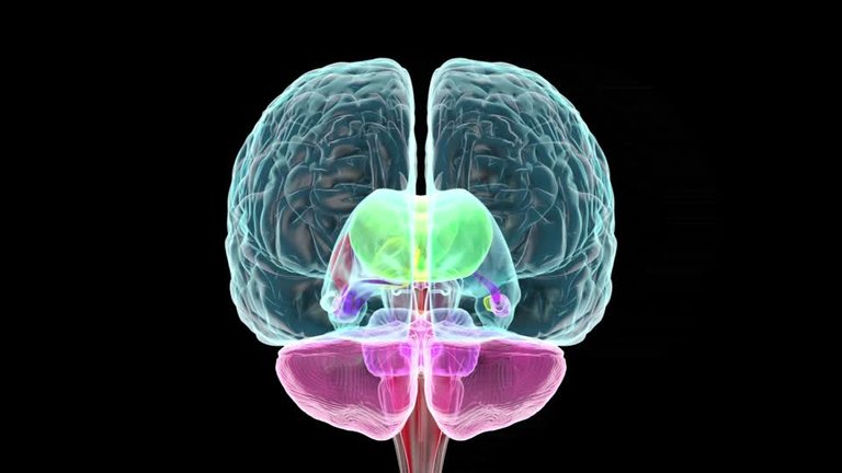 302400895-cuerpo-amigdalino-sistema-limbico-hypothalamus-nucleo-caudado.jpg