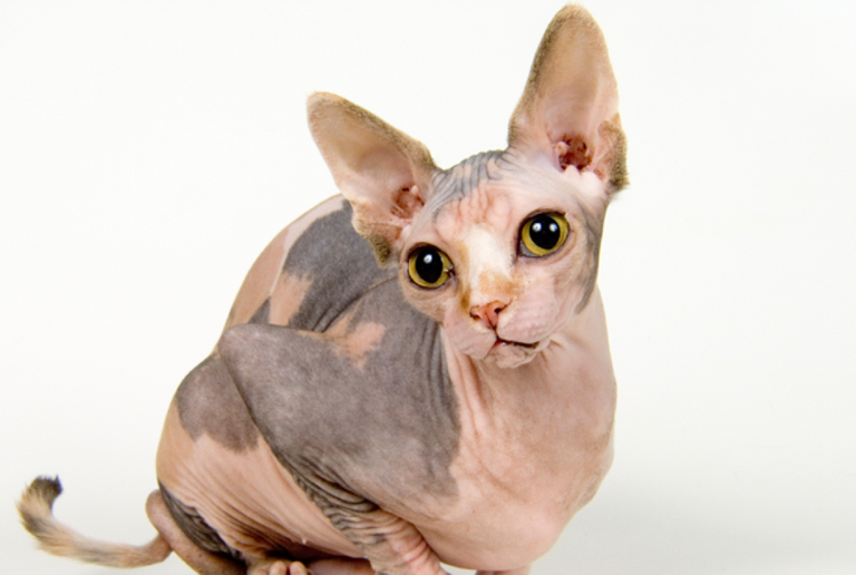 sphinxhed.png