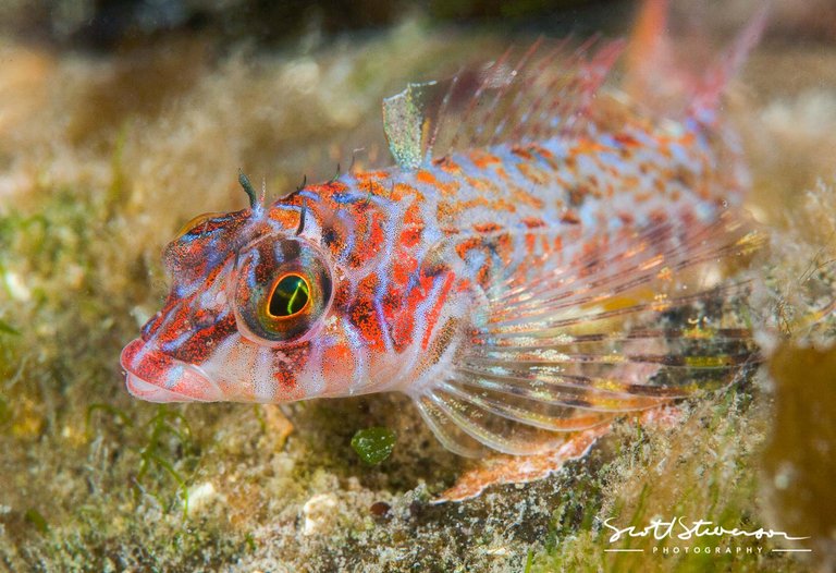 Longfin Sculpin-3.jpg