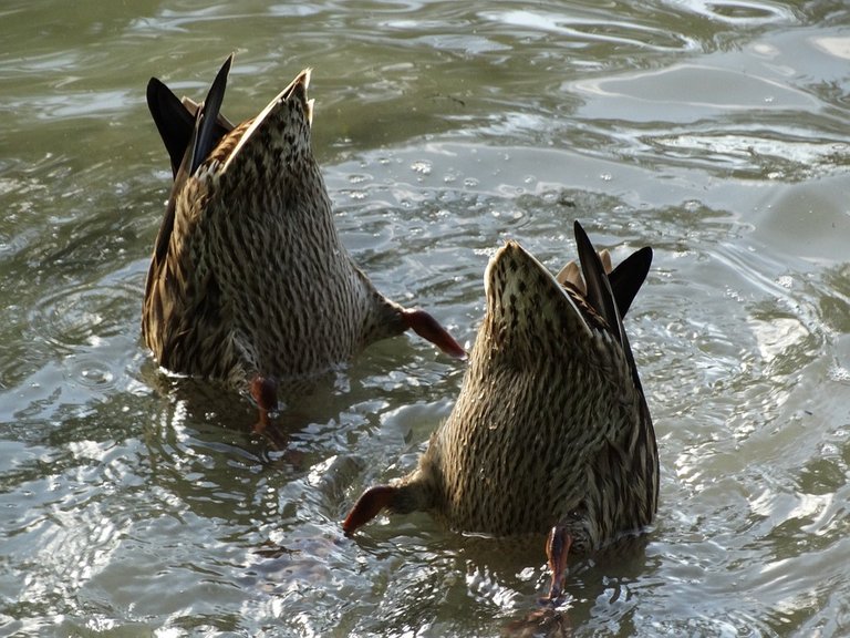 ducks-439970_960_720.jpg