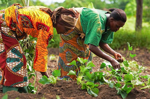 Farming-In-Africa-500x330.jpg