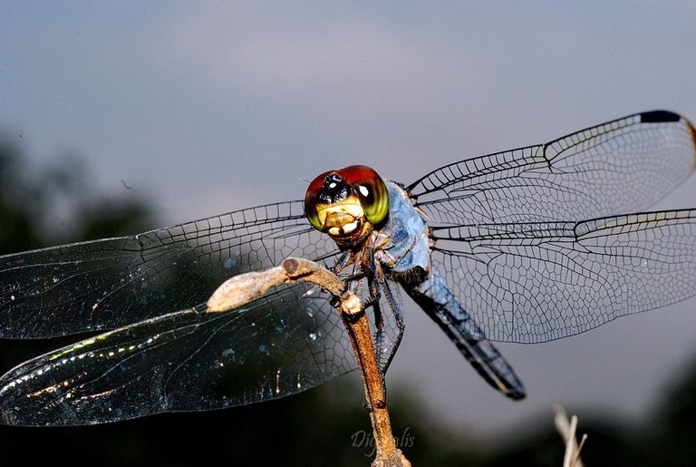 DSC_2445.JPG