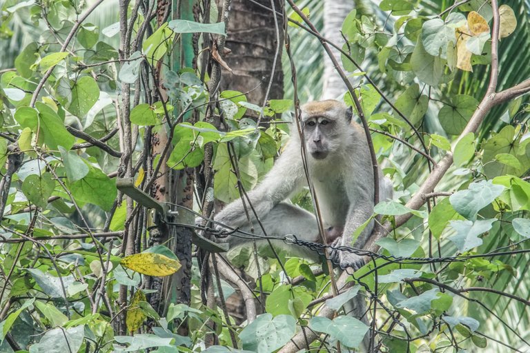 affe-pulau-ubin-2.jpg