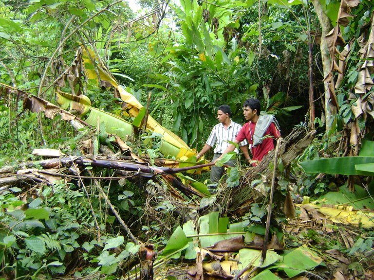 Pisang bekas dimakan gajah1.jpg