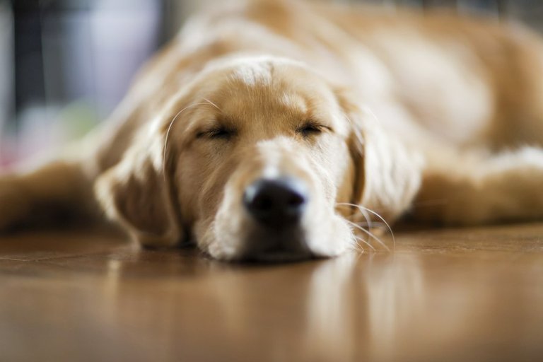 dog-sleeping-on-floor.jpg