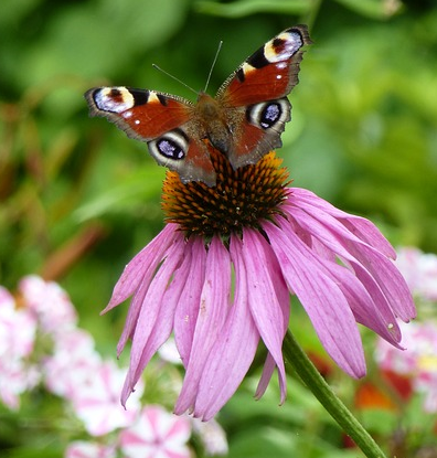 echin_butterfly.png